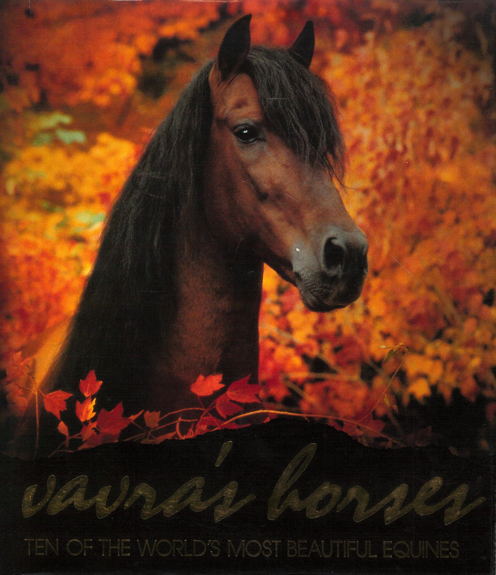 Vavra's Horses (Robert Vavra)